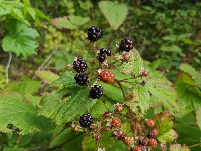Village Campground North Manitou Island Picture 4