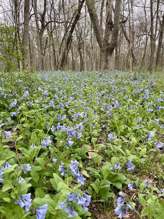 Trestler Trails Picture 3