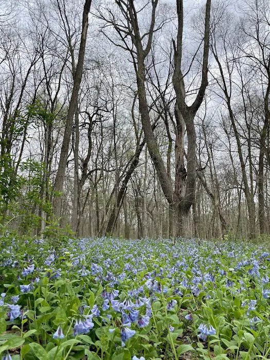 Trestler Trails Picture 8