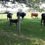 Lehman's Lakeside RV Resort