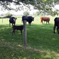 Lehman's Lakeside RV Resort ico