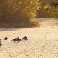 Sanders Park Campground ico