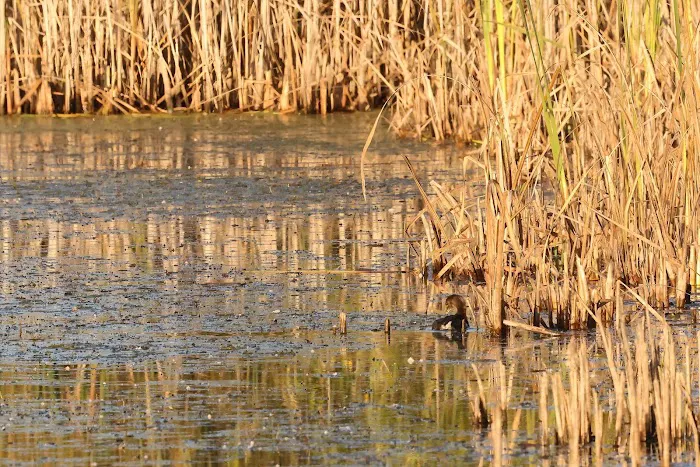 Sanders Park Campground Picture 2