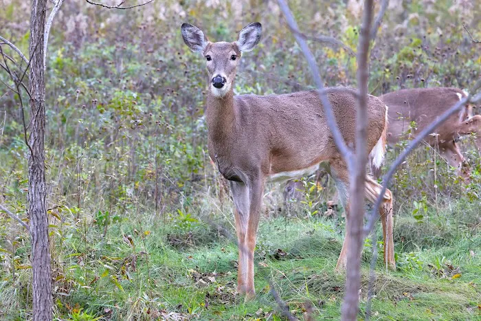 Sanders Park Campground Picture 3