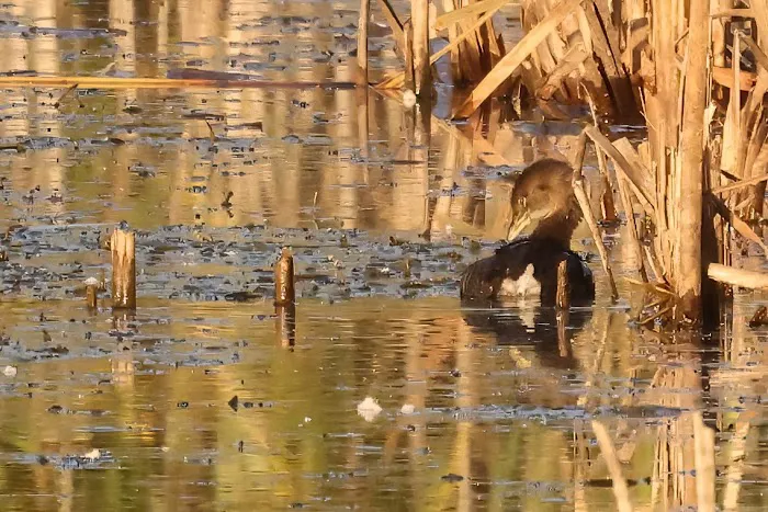 Sanders Park Campground Picture 4