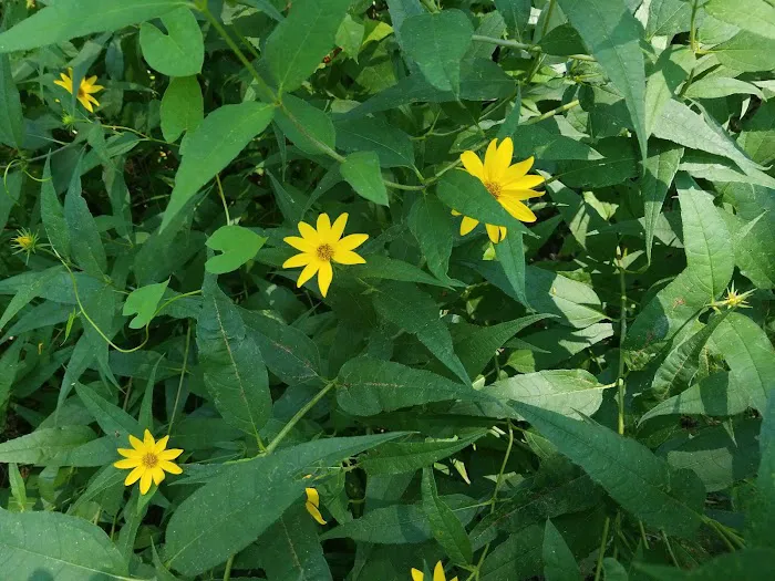 Camp Rotary McQueen Picture 8