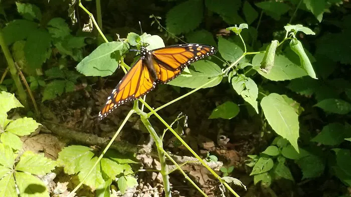 Camp Rotary McQueen Picture 9