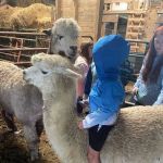 Serenity Fields Farm