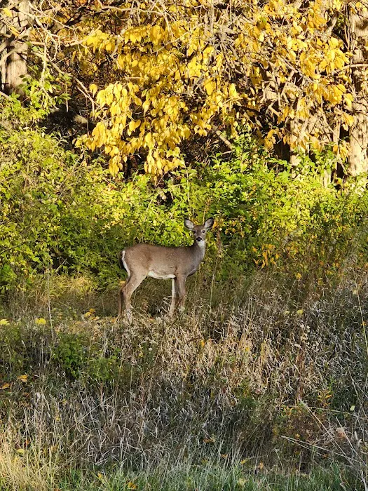 White Oak Primative Camp Picture 2