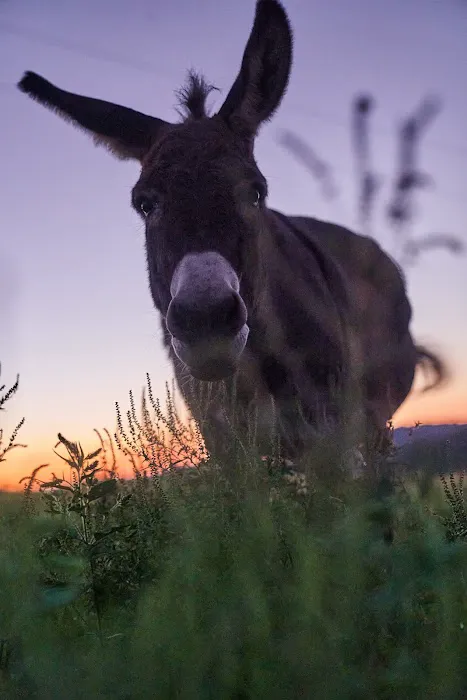 Away at the Ridge, LLC Picture 2