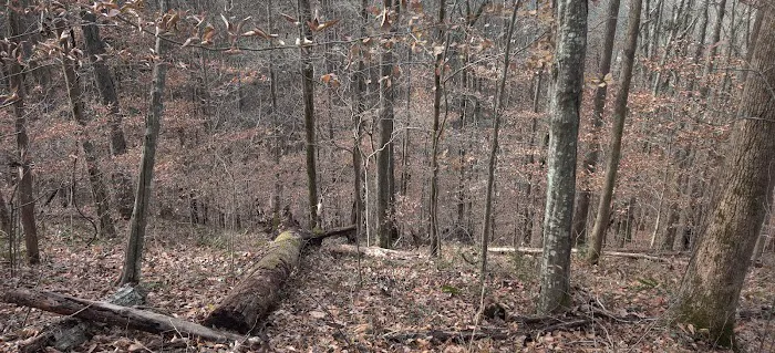 RAGLAND BOTTOM Picture 9