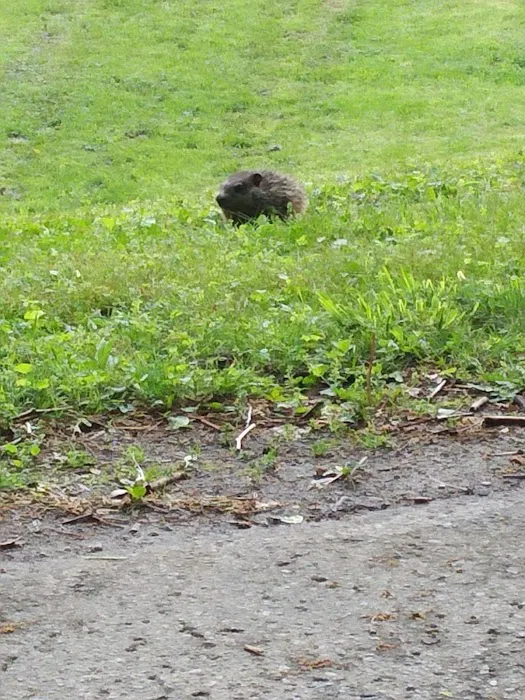 RV Park at Riverview, Ridley Rentals LLC Picture 4