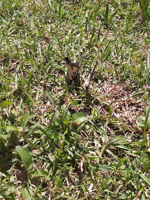 Lake Meriwether Park Picture 10