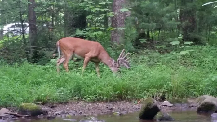 WOODRING CAMPGROUND Picture 9