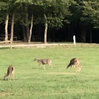 Cane Creek Camp ico