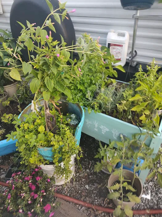 Indian Springs Campgrounds Picture 4