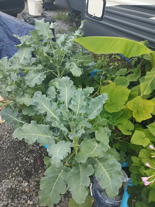 Indian Springs Campgrounds Picture 6