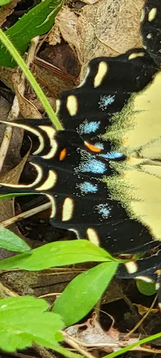 Lake Conasauga Overflow Campground Picture 8