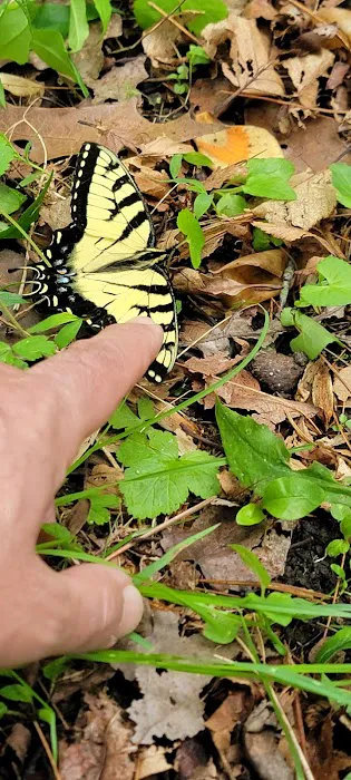 Lake Conasauga Overflow Campground Picture 9