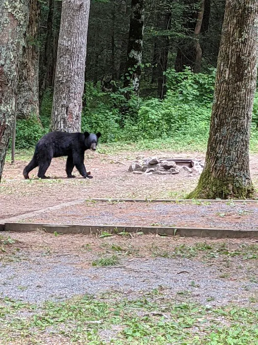 Ball Field Dispersed Camping Area (recgovnpsdata) Picture 6