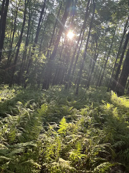 Ball Field Dispersed Camping Area (recgovnpsdata) Picture 9