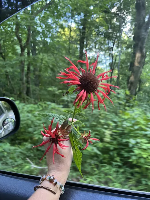 Ball Field Dispersed Camping Area (recgovnpsdata) Picture 5