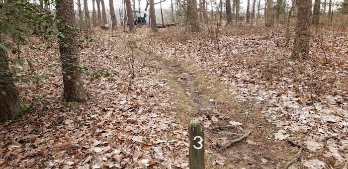 Collins West Campground Picture 4