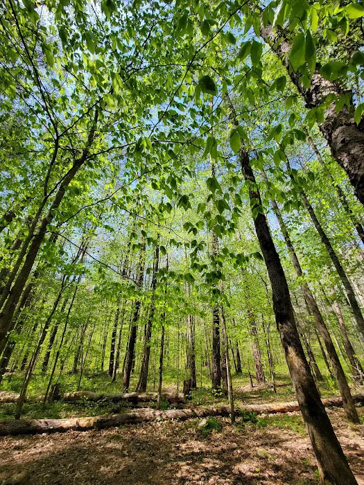 Sawmill Campsite Picture 2