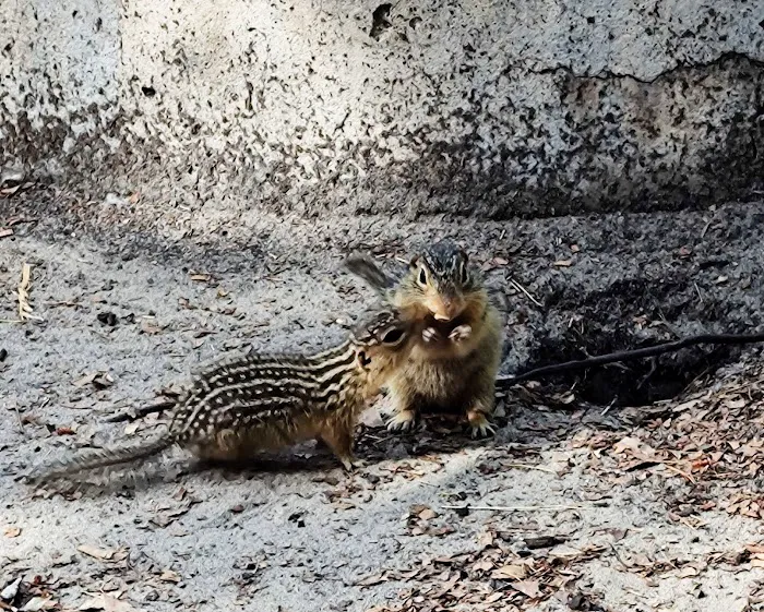 Twin Bears Wooded Campground Picture 4