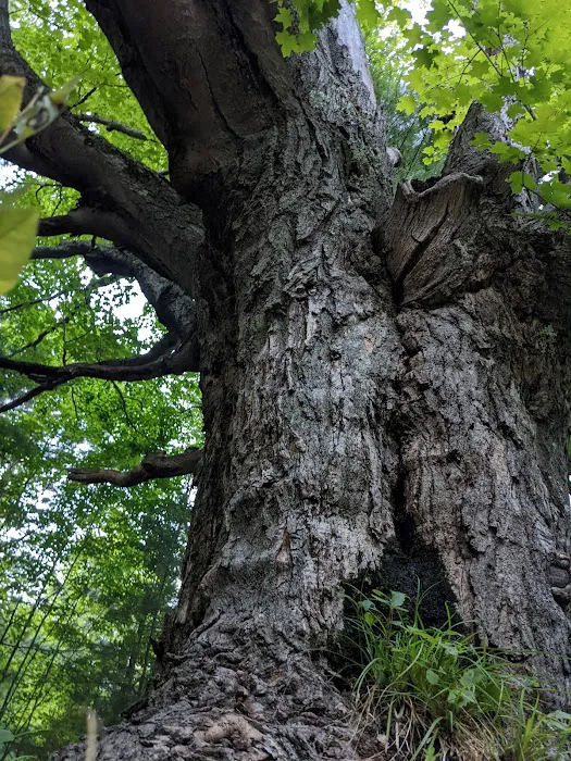 Empire Township Campground Picture 10