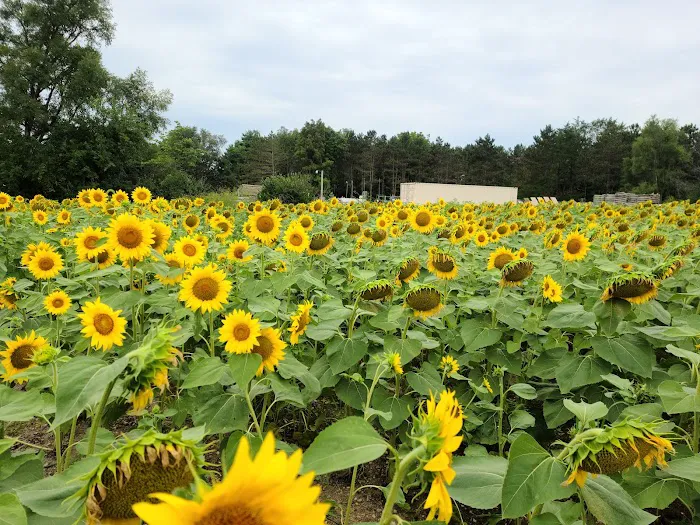 Shabbona Lake State Park Campground Picture 3