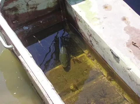 Kaskaskia River Campground Picture 7