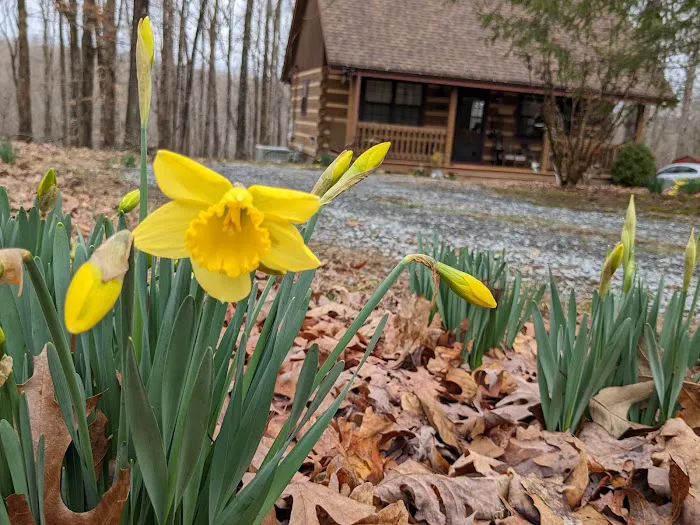 Eagle's Rest Cabin, Kingston Springs TN Picture 6