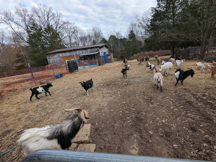 Sacred Dog Ranch Glamping Picture 6