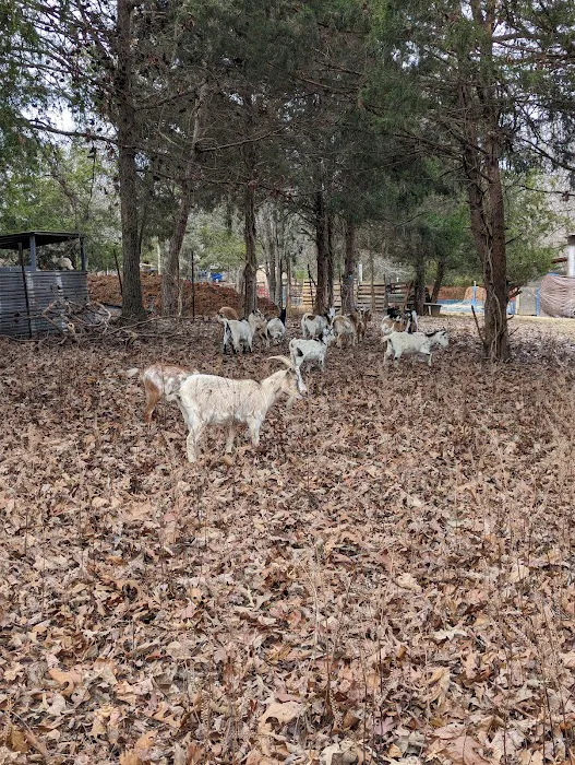 Sacred Dog Ranch Glamping Picture 9