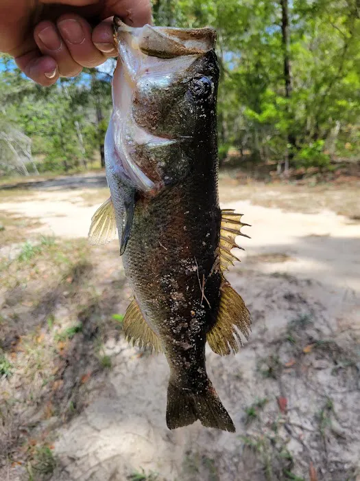 Mossy Oak Campground Picture 4