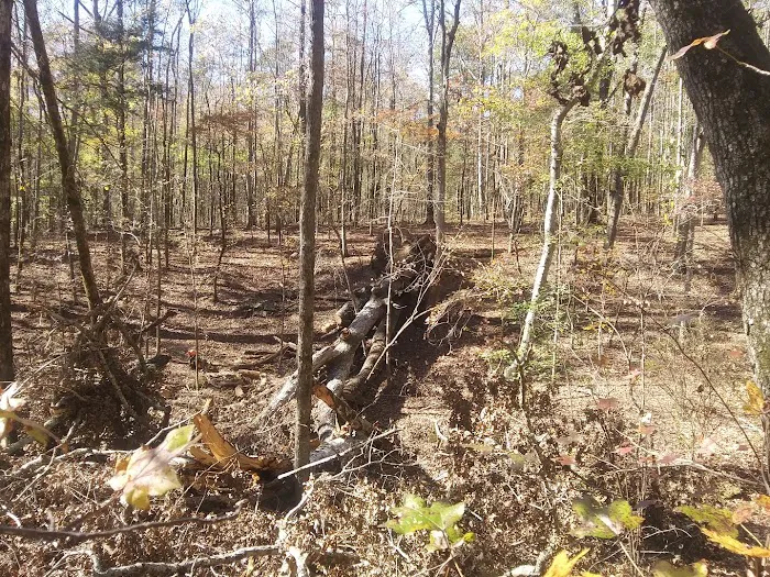 Big Oak Springs Campsite Picture 1