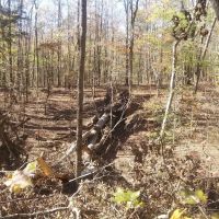 Big Oak Springs Campsite ico