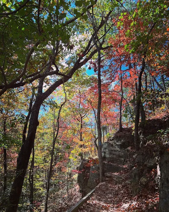 Jenkins Springs Campsite Picture 7