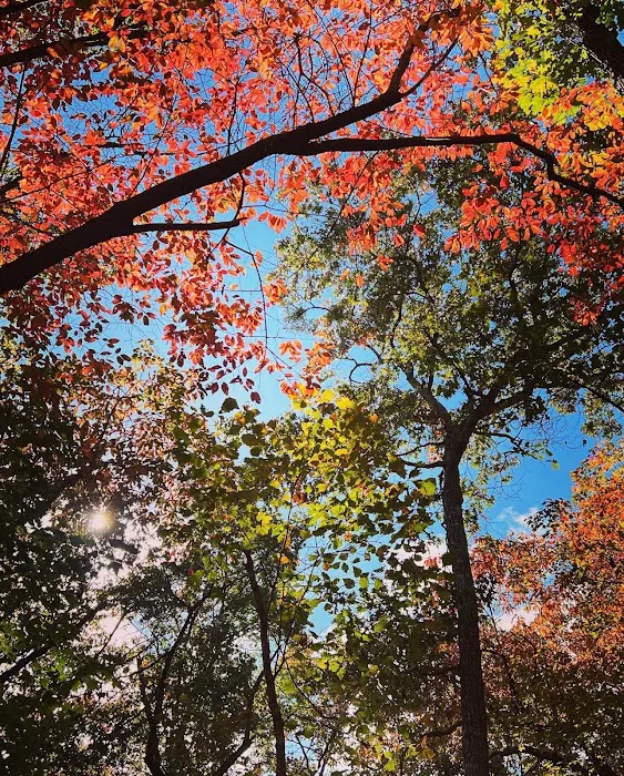 Jenkins Springs Campsite Picture 4