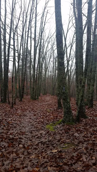 Turtle Hollow Campsite Picture 3