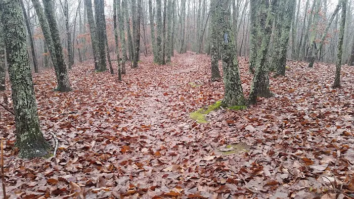 Turtle Hollow Campsite Picture 6