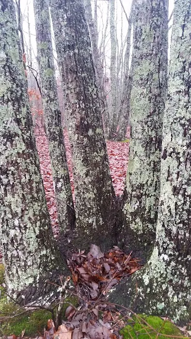 Turtle Hollow Campsite Picture 2