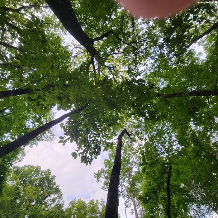 Turtle Hollow Campsite Picture 4