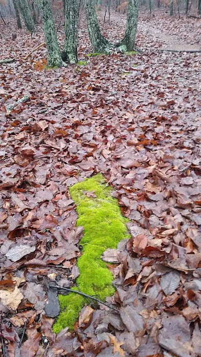 Turtle Hollow Campsite Picture 5