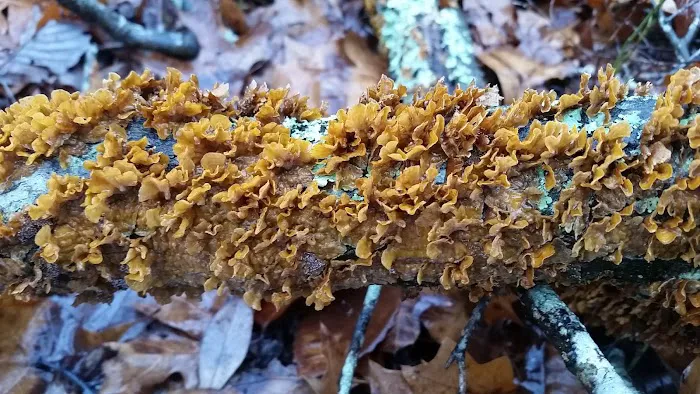 Turtle Hollow Campsite Picture 7