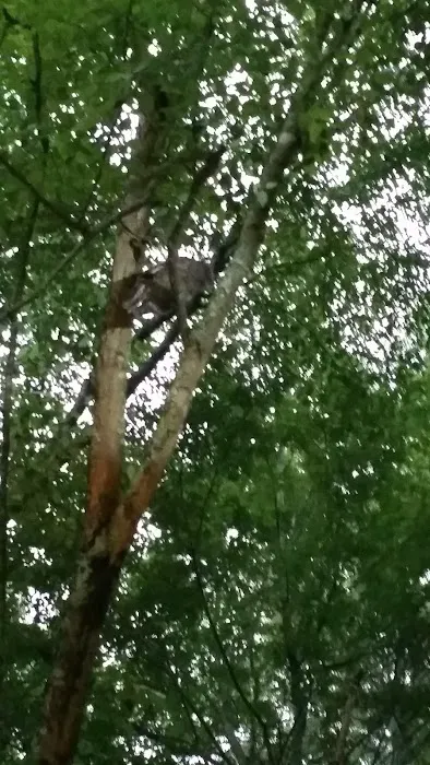 Dooly Campground Picture 4