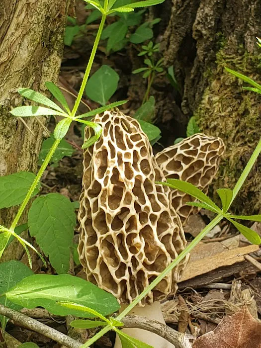 The Beautiful Rock Campground, RV, and Music Park Picture 2