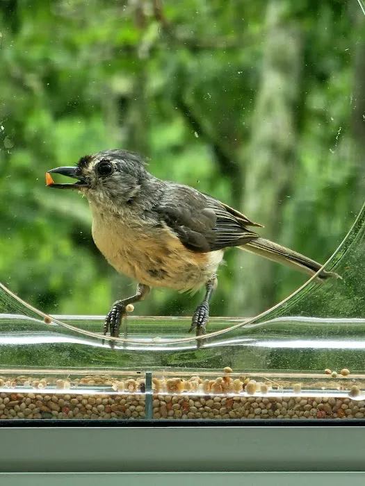 Lakeside Paradise Picture 6