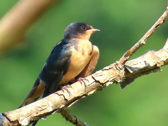 Salacoa Creek Park Picture 6